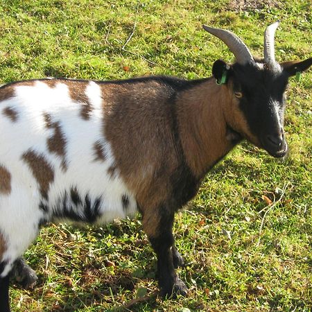 Le Paradis Des Animaux Coublevie المظهر الخارجي الصورة