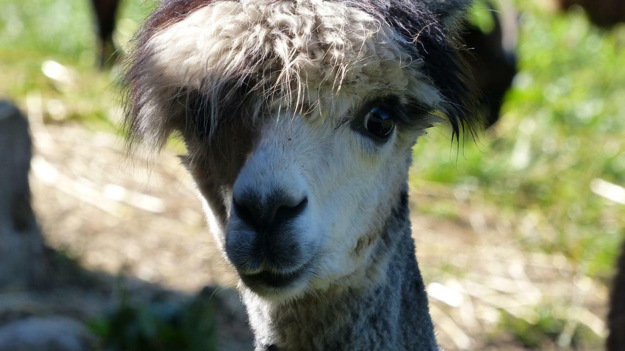 Le Paradis Des Animaux Coublevie المظهر الخارجي الصورة